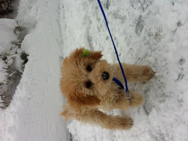 雪に萌えるワンコ