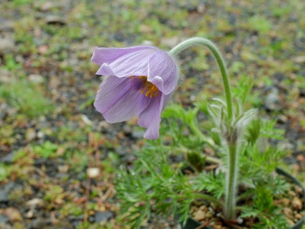 プルサチラ（花終わってる）