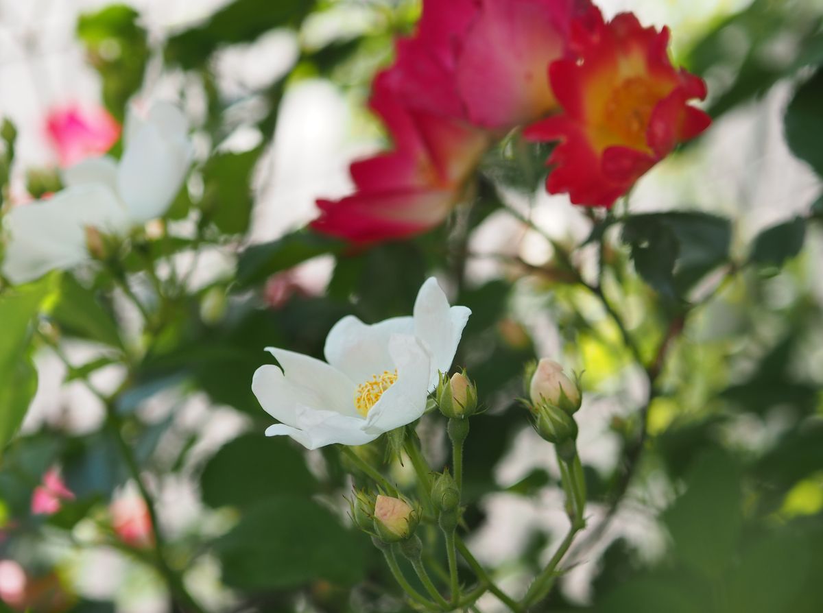 貴重な花…？