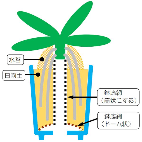 ナゴランの植え方について