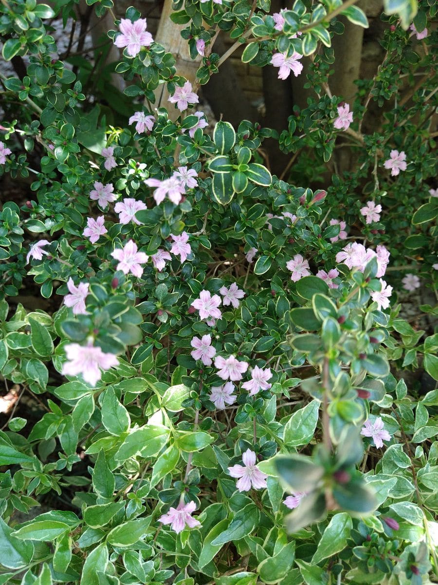 今日の開花　色々