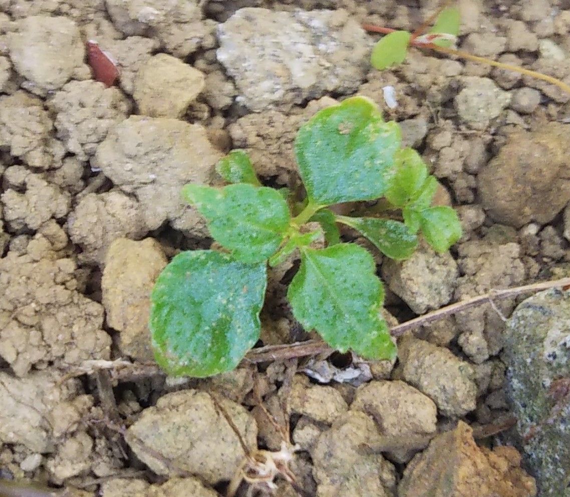 謎の芽移植