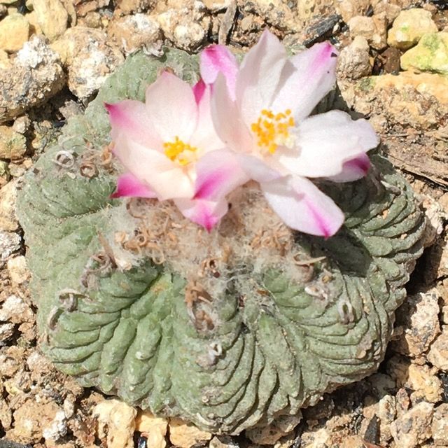 花籠(アズテキウム属)開花✨💐