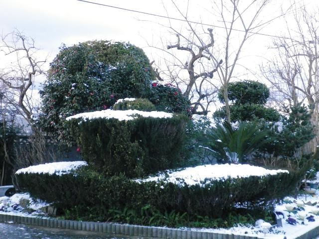 初雪の庭