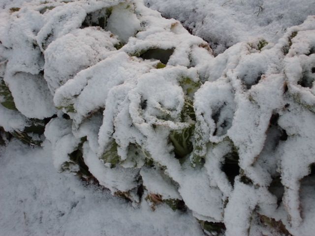 花菜の収穫と突然の積雪の一日