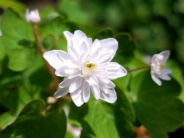 白花八重咲きバイカカラマツ