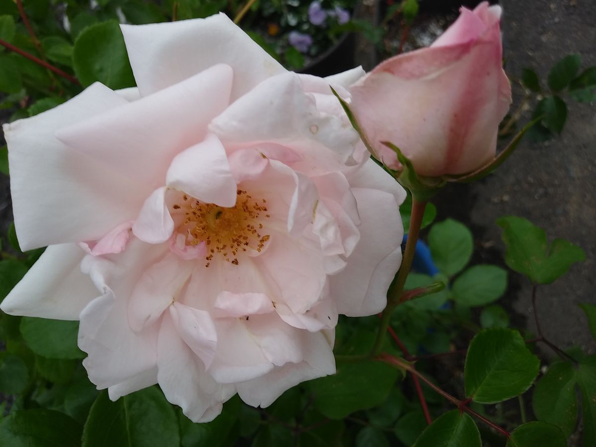 切り花薔薇🌹の挿し木たくさん花が咲きます✨💓