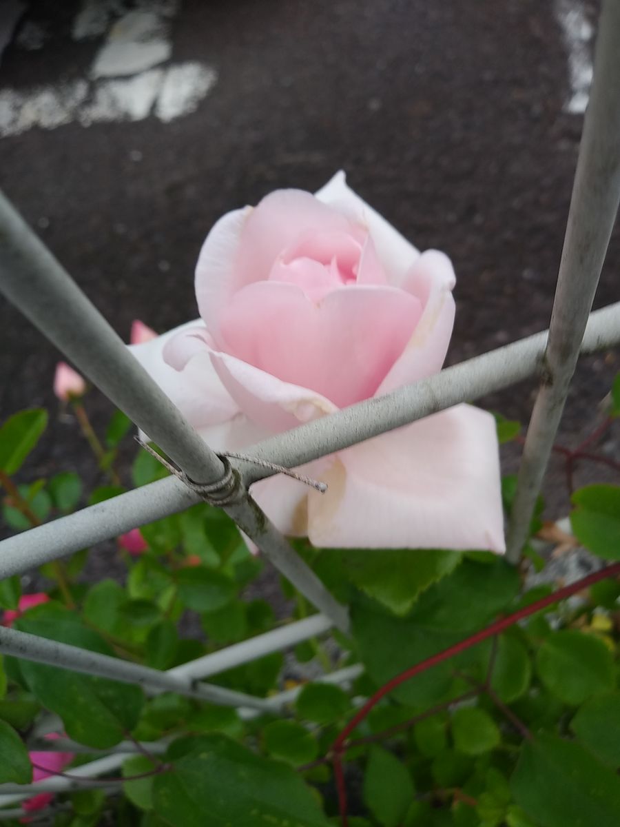 切り花薔薇🌹の挿し木たくさん花が咲きます✨💓