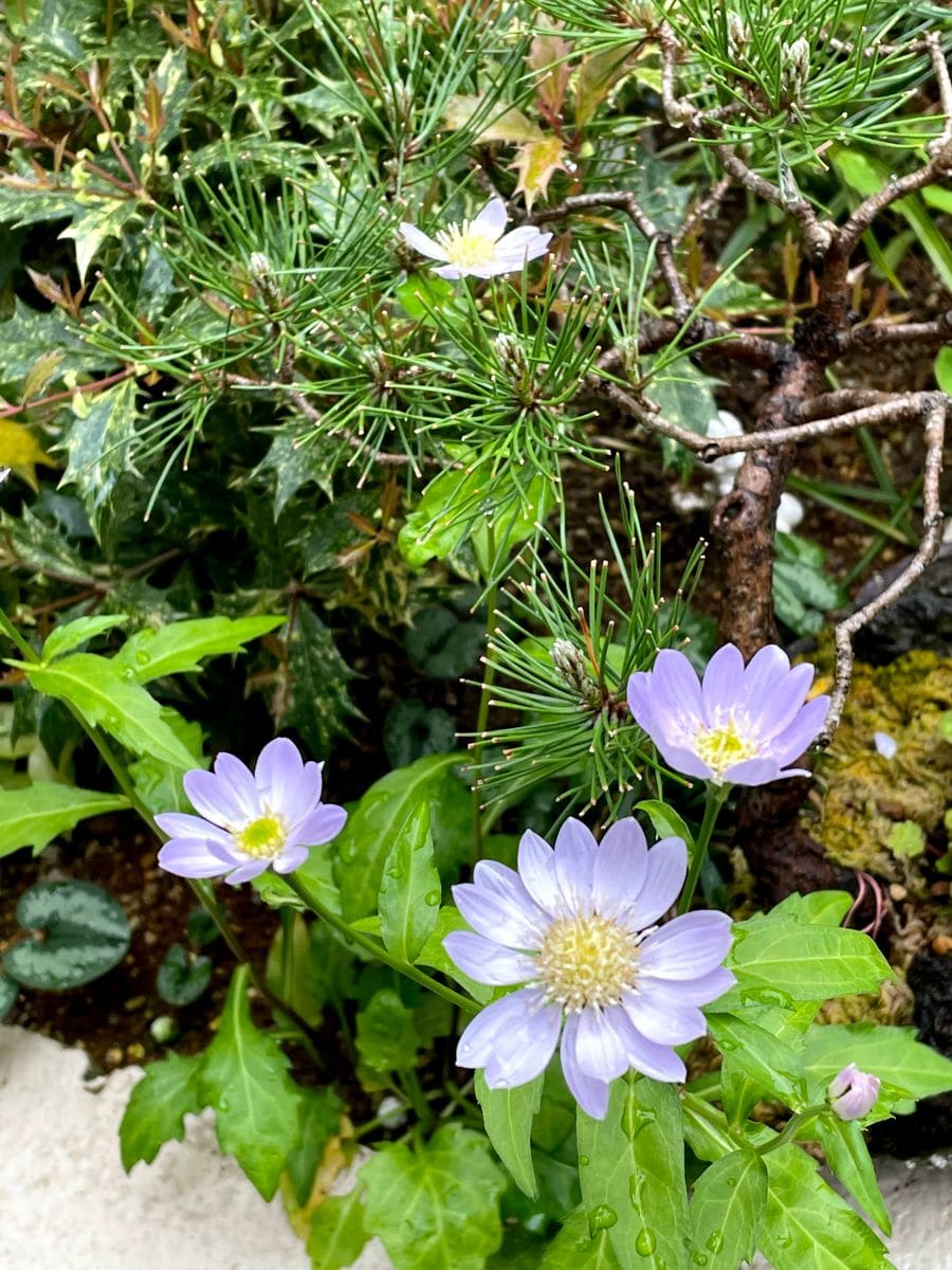 ミヤコワスレとよく似た花