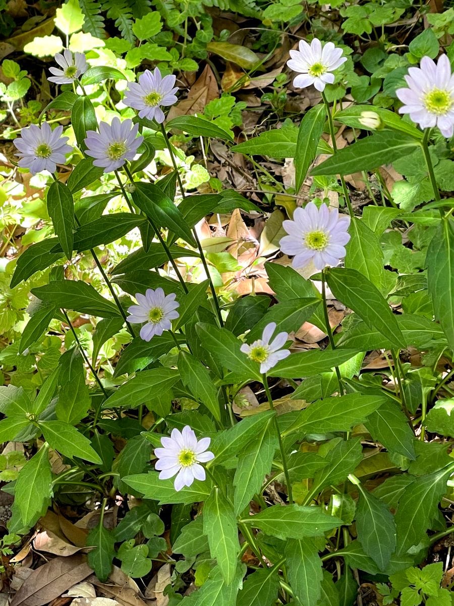 ミヤコワスレとよく似た花