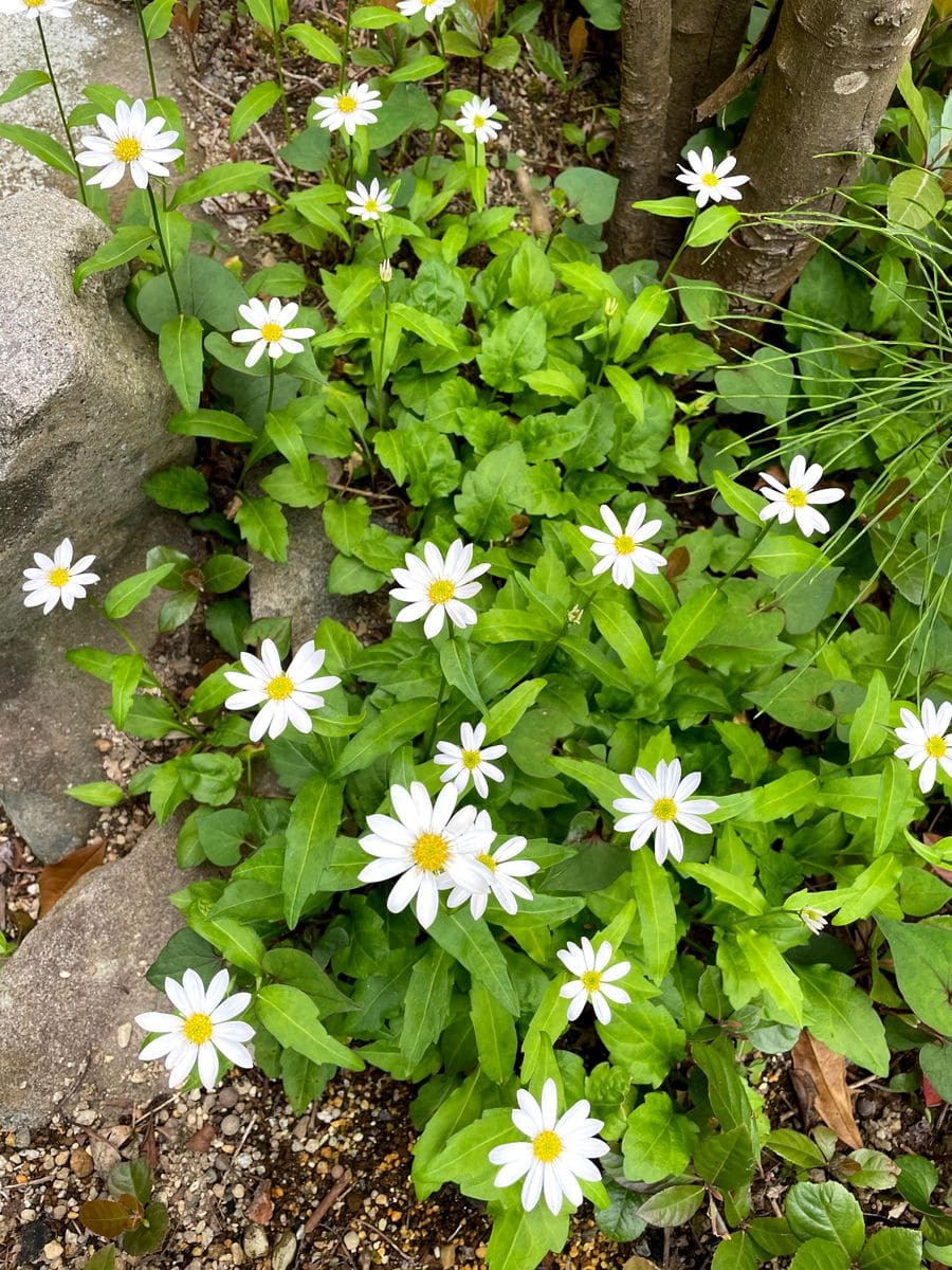 ミヤコワスレとよく似た花