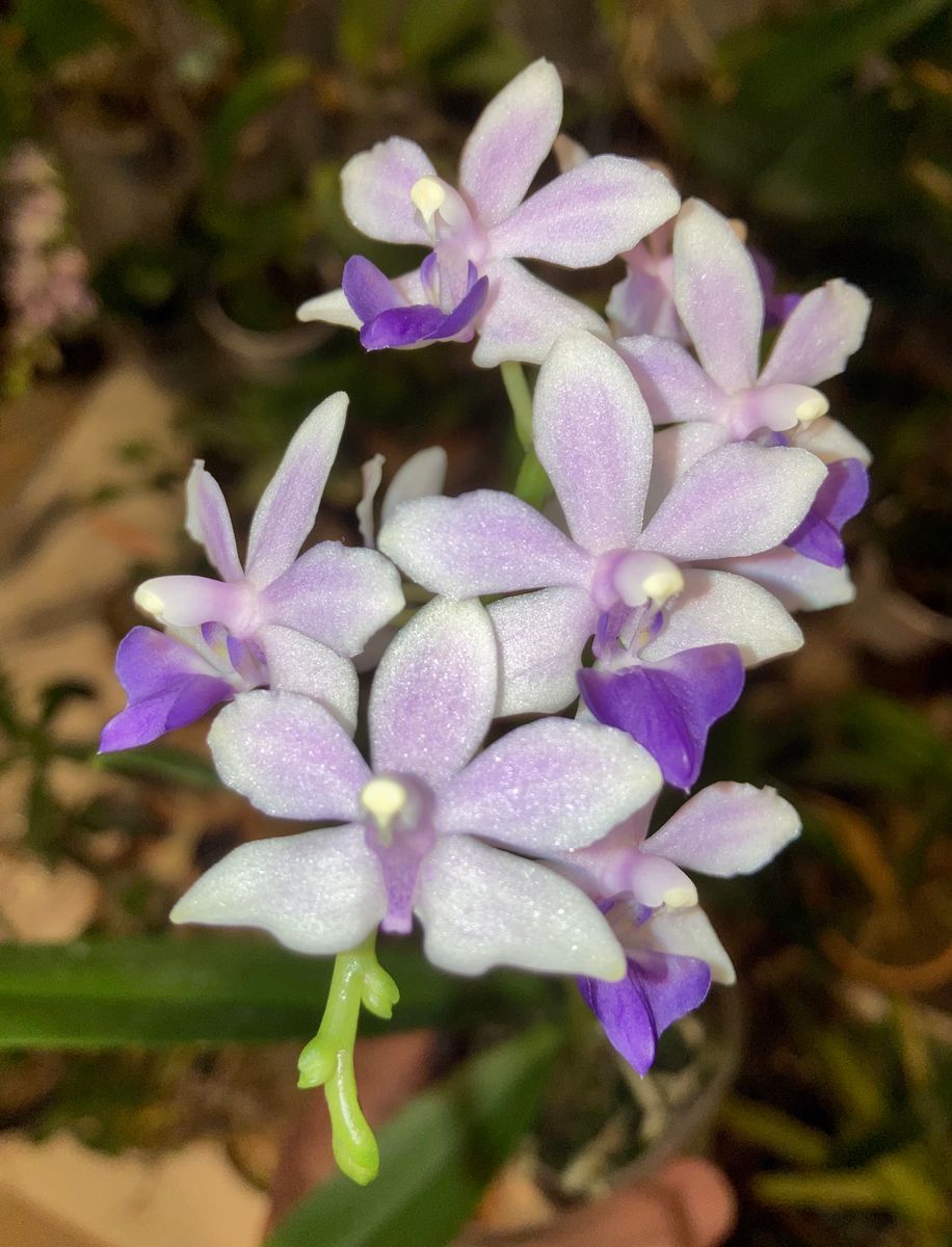 駿河の松風と🦋と ②