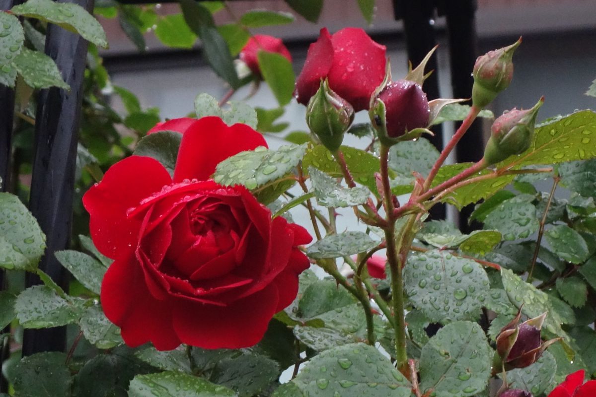 今朝も雨☂️です