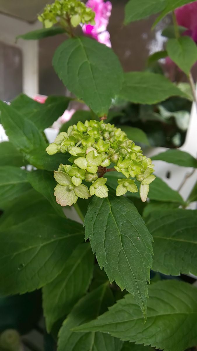 山アジサイのこの頃 (鉢植え)  ～  5月5日