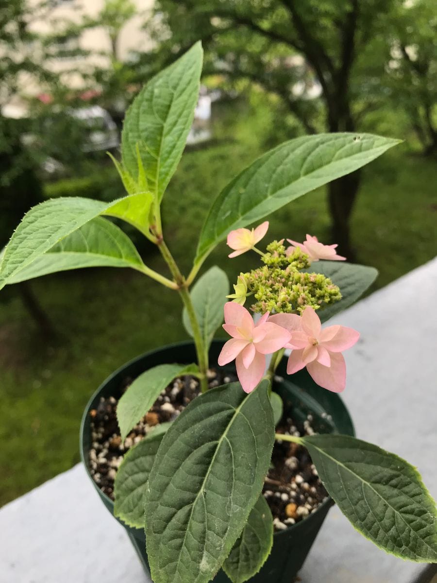 山紫陽花 挿木からの開花