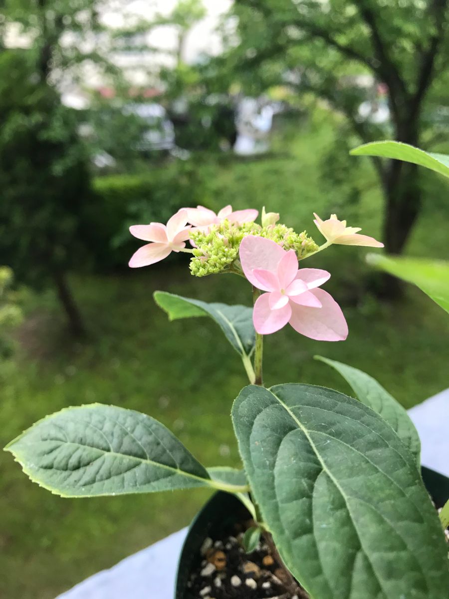 山紫陽花 挿木からの開花