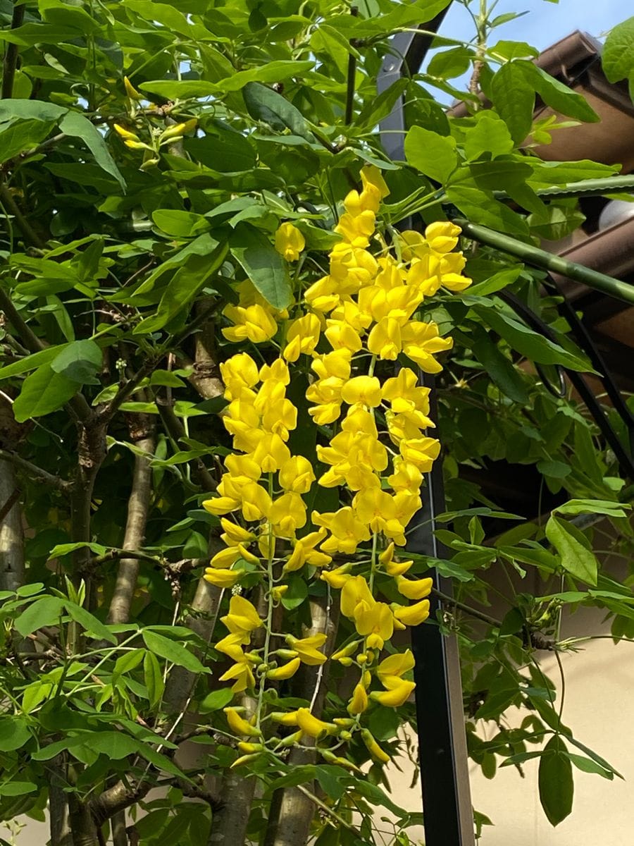 新しい花と球根の掘り上げ