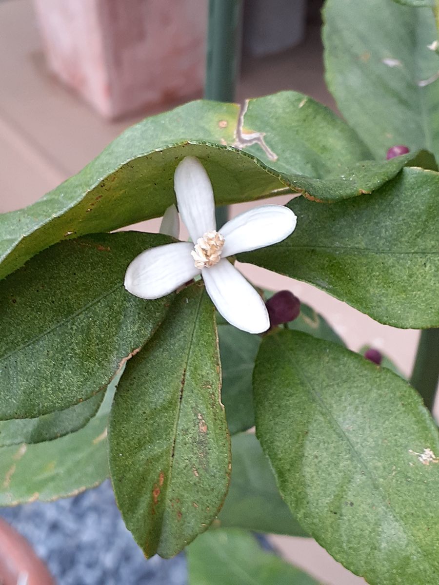 🙋はじめまして、レモン🍋のお花🍃