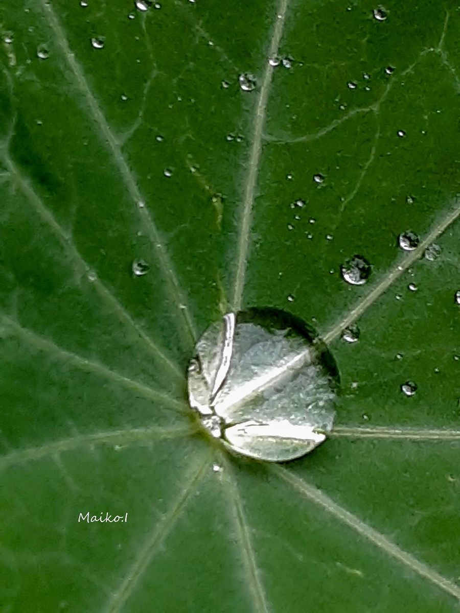 今日は、また雨。