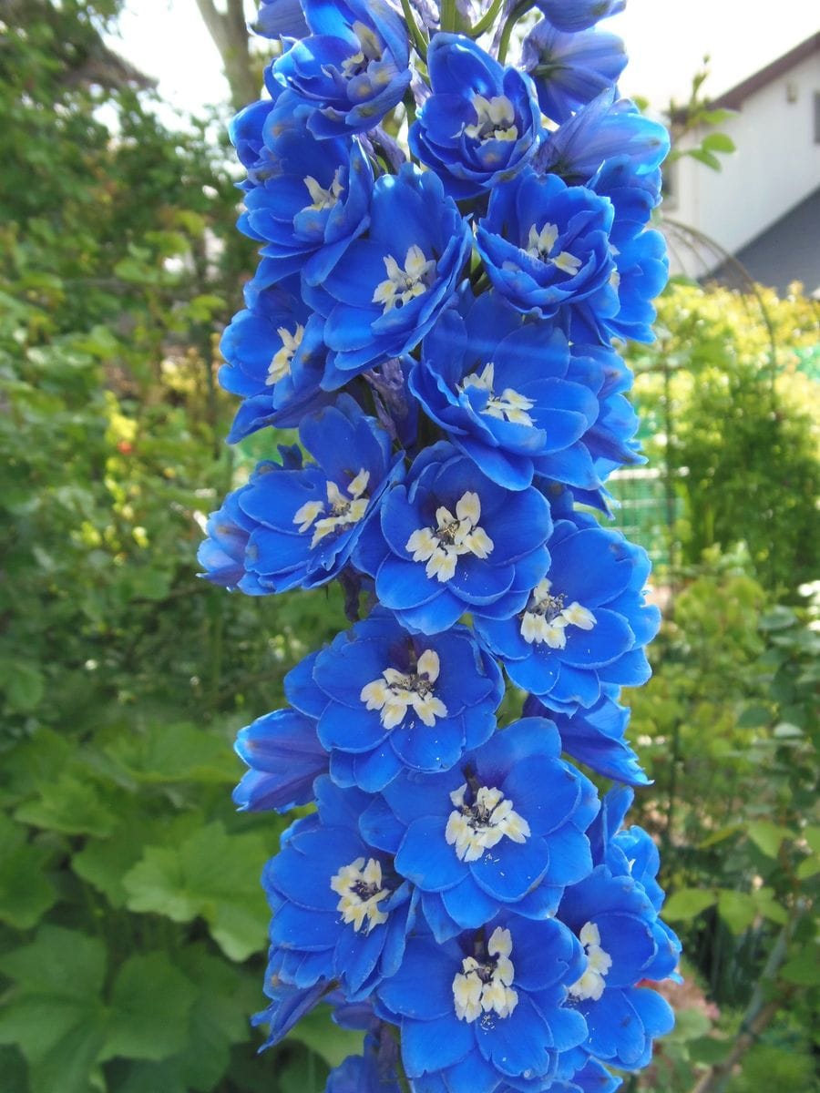 デルフィニウムの日記一覧|花かごさんの園芸日記-みんなの趣味の園芸