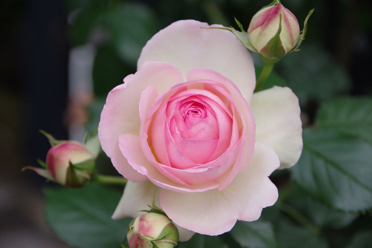 5月5日　今日の薔薇の様子