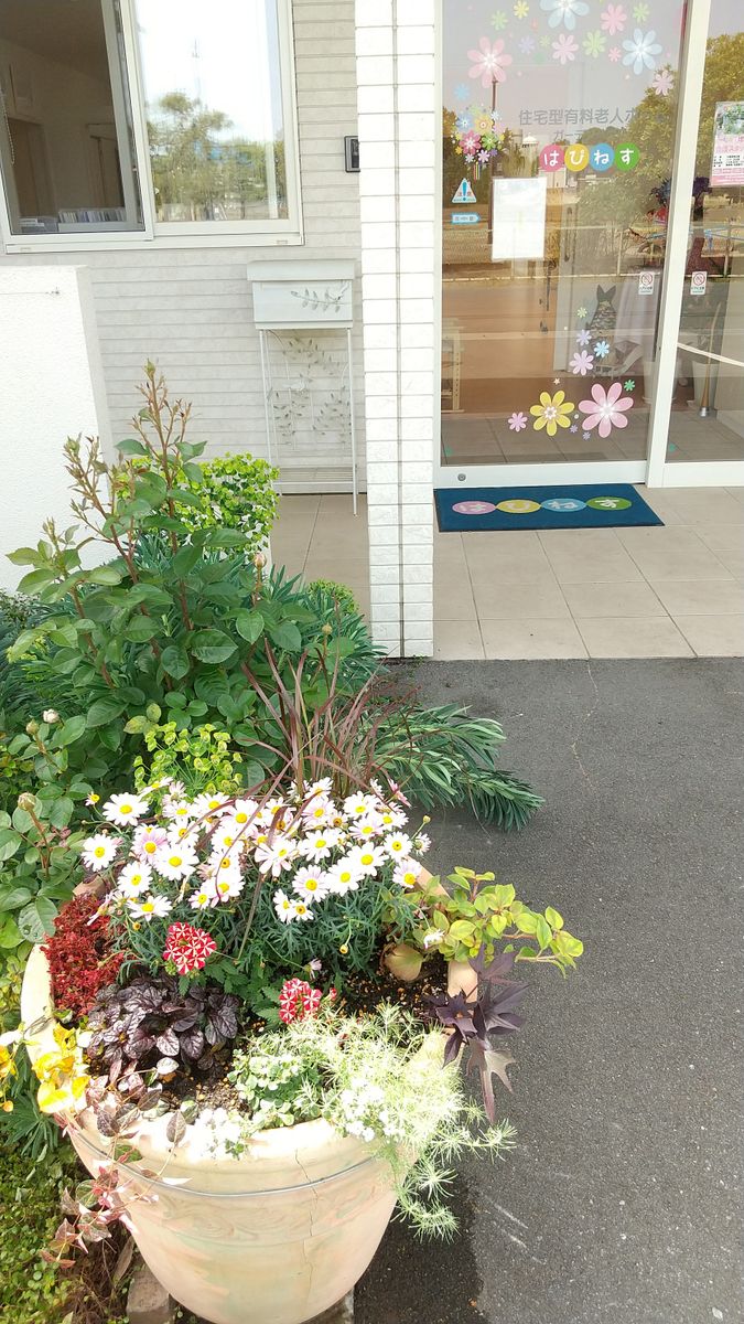 施設の寄せ植え