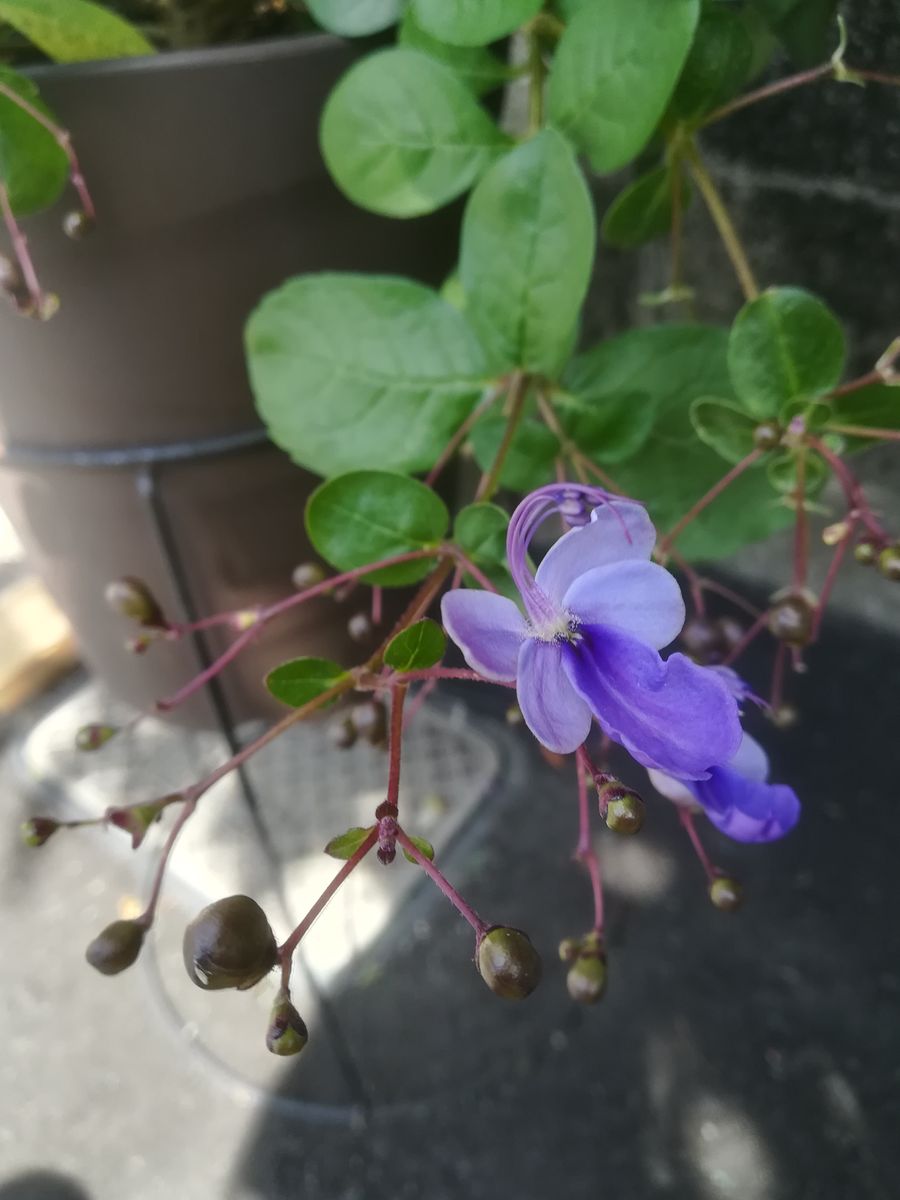 我が家の花🌼芽&蕾編20