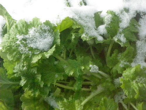 久し振りの大雪