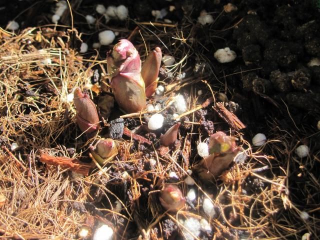 チベタヌスの発芽