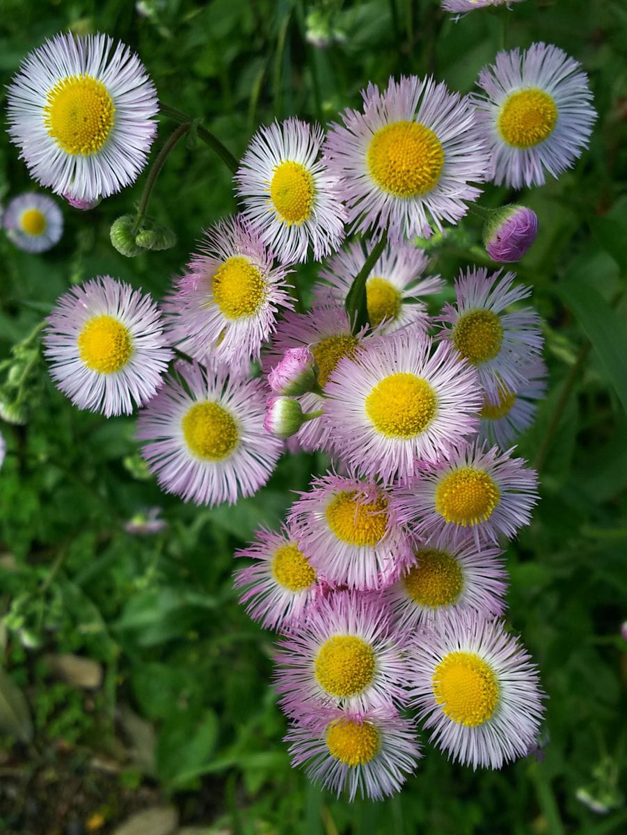 こどもの日に🌼