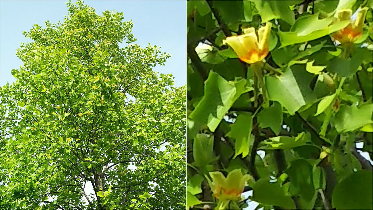 こどもの日に🌼