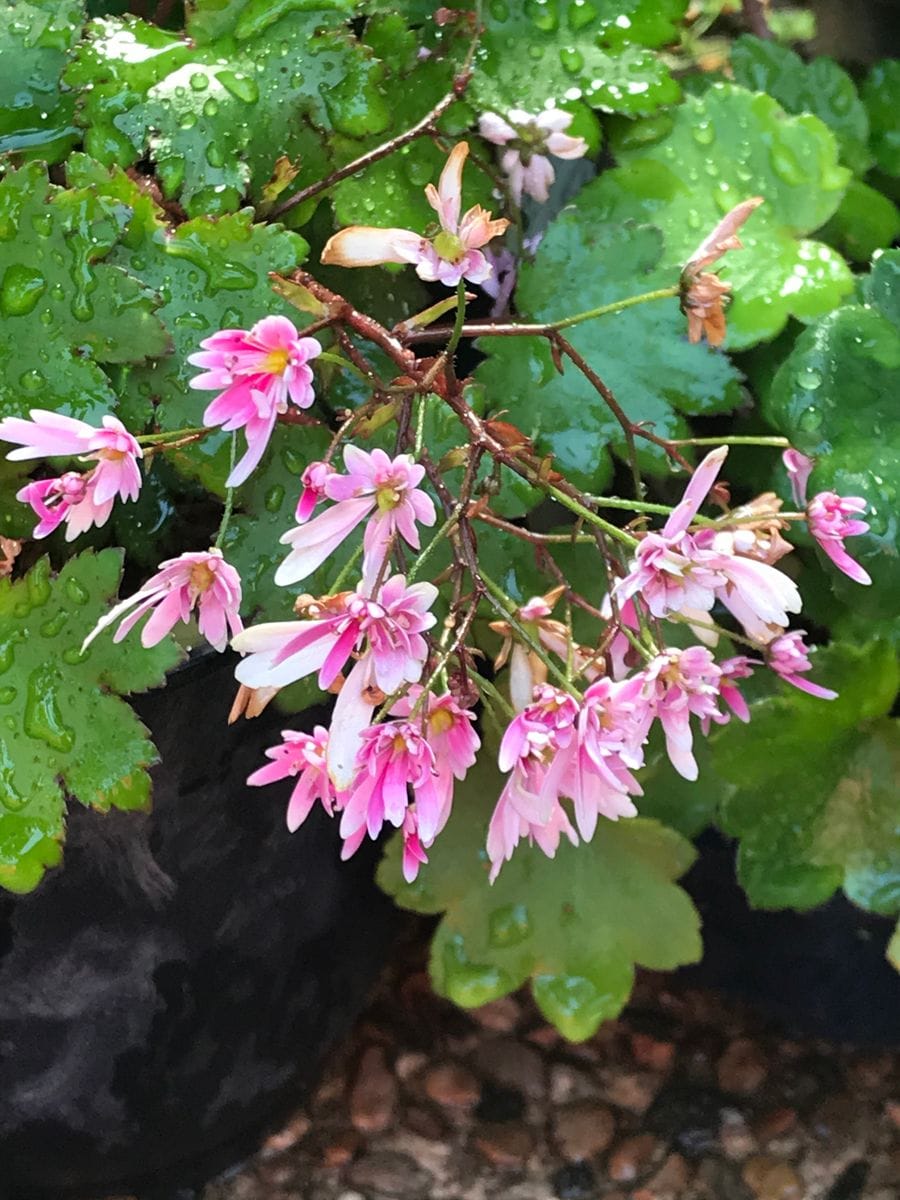 お花に癒されて、、そして焦る💦