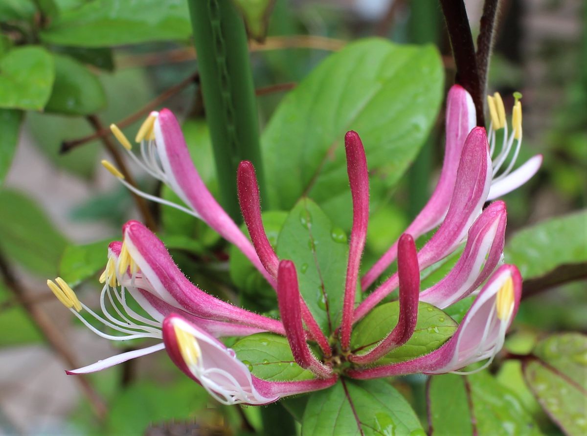 ハニーサックルの花