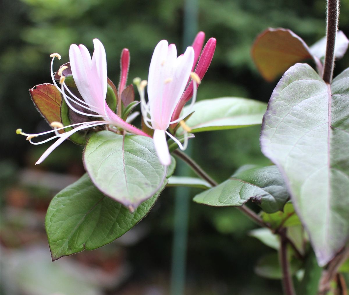 ハニーサックルの花