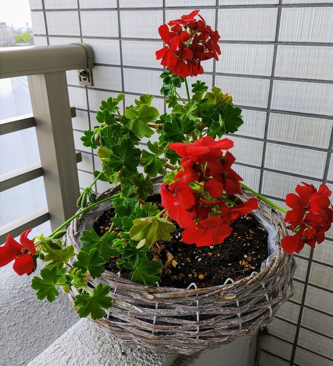 ゼラニウムの植え替え〔その2〕