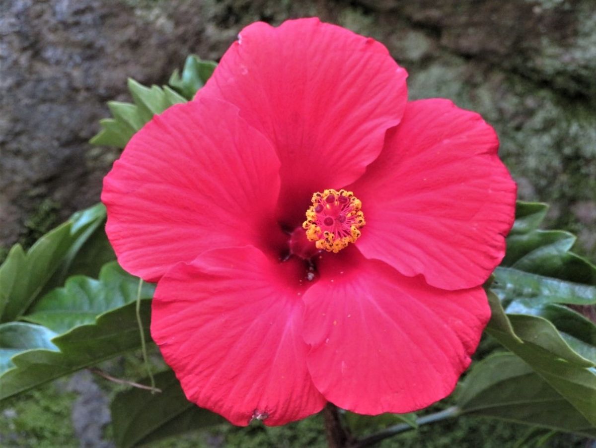 🌺ハイビスカスの花🌺