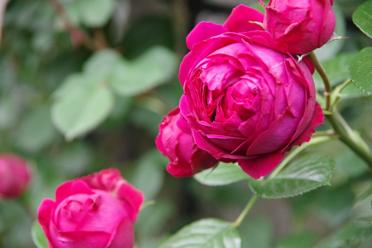 5月6日　今日の薔薇の様子