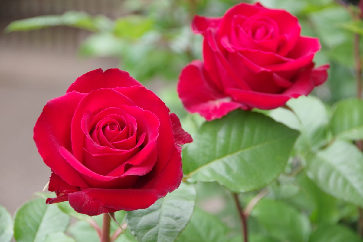 5月6日　今日の薔薇の様子