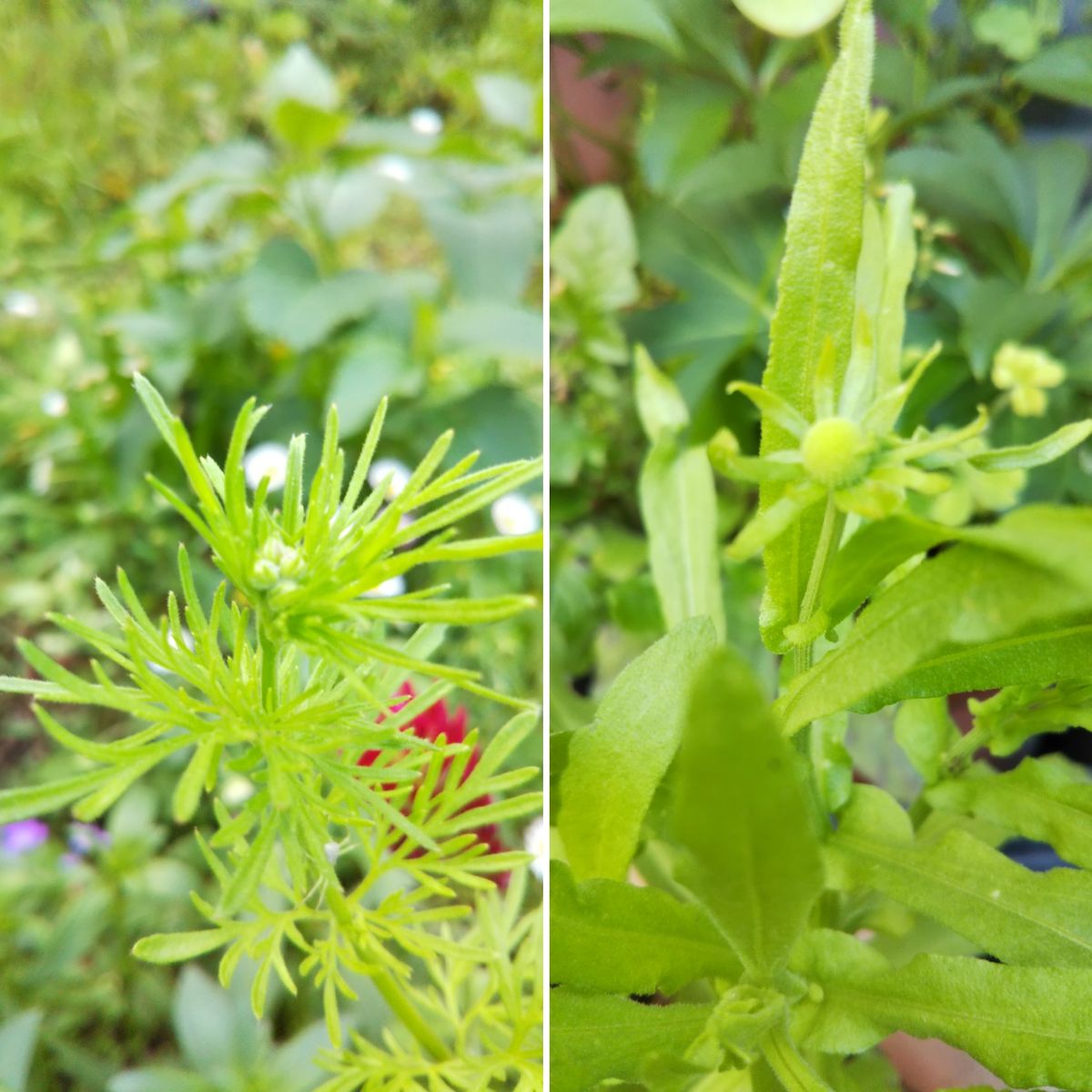 初めてのお花✨初めての蕾🎶