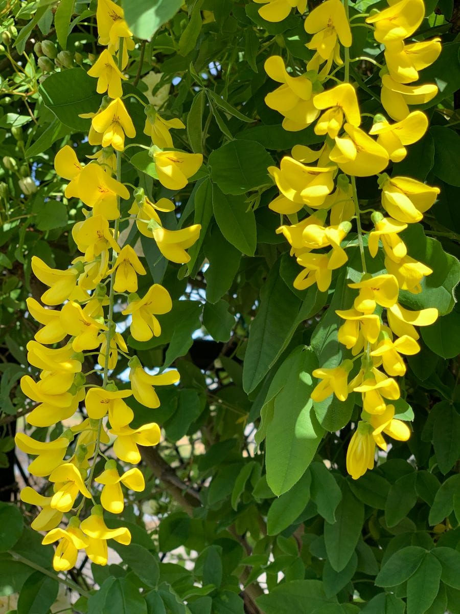 『キングサリ💠はじめての開花です♪』