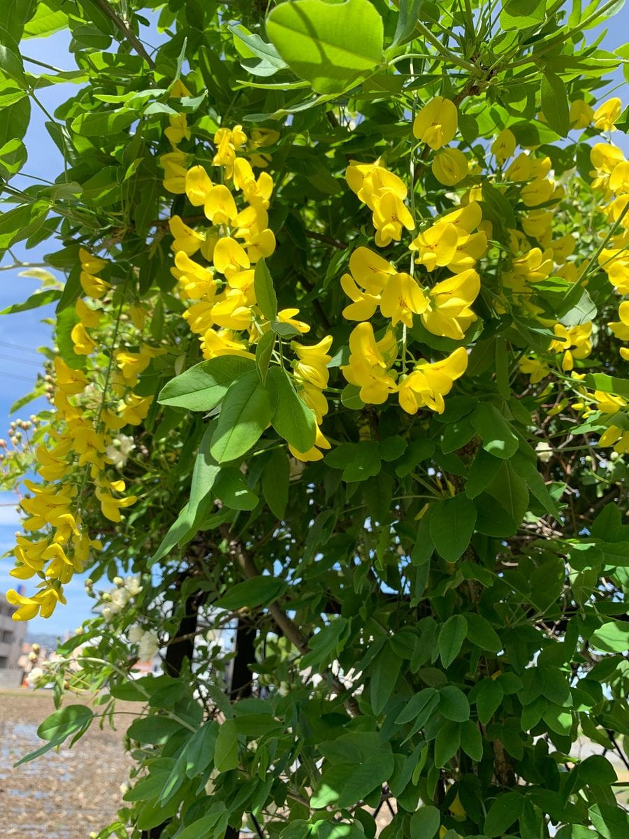 『キングサリ💠はじめての開花です♪』