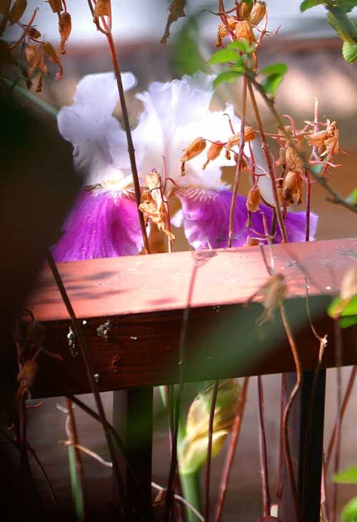 今日の花