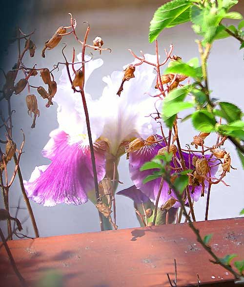 今日の花