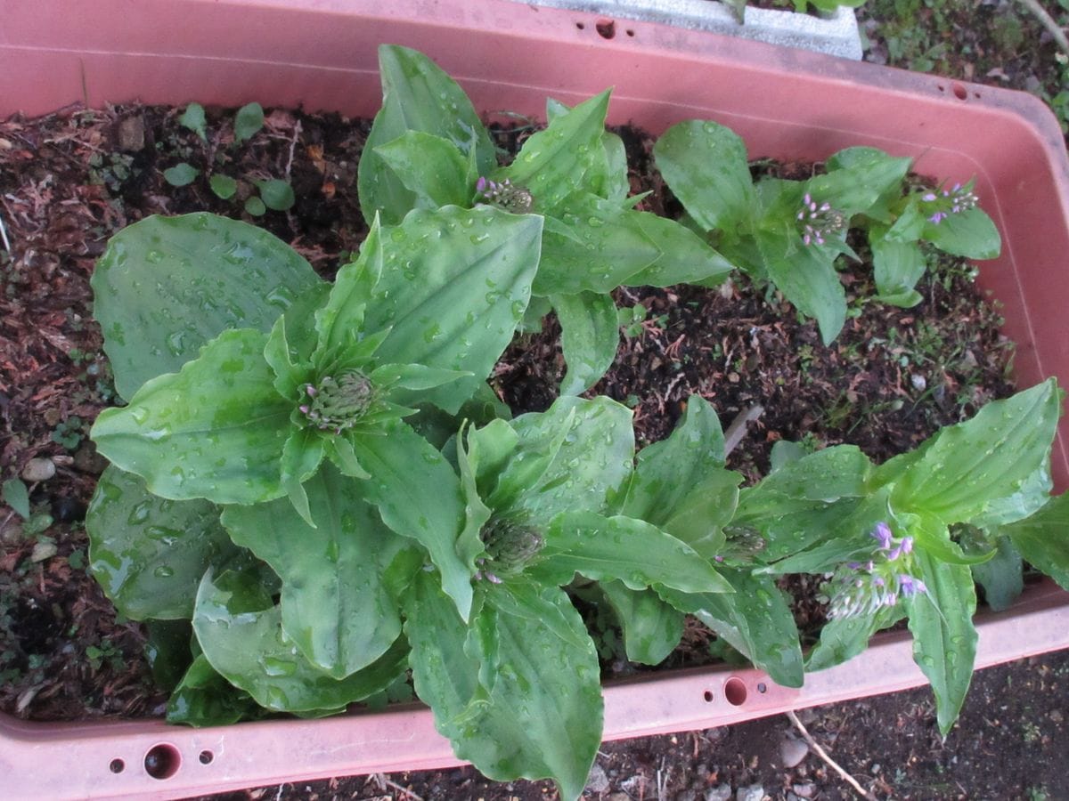 ノビネチドリ（山野草）3年目のプランター植えの今年の様子です。