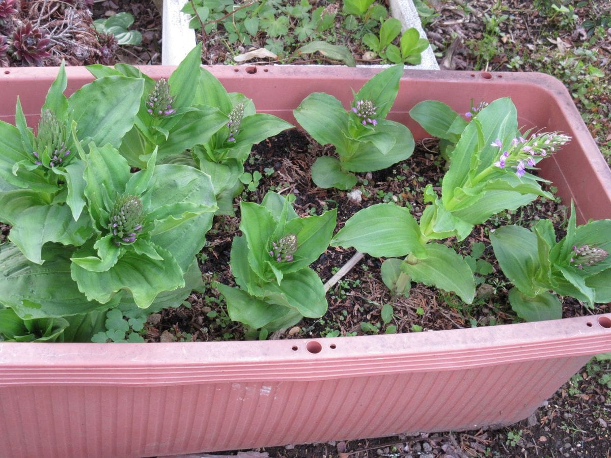 ノビネチドリ（山野草）3年目のプランター植えの今年の様子です。