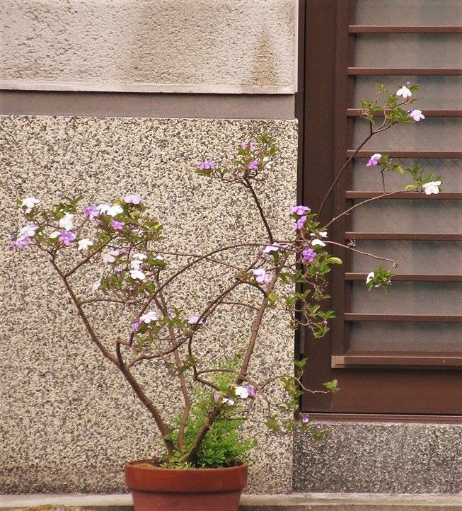 『ニオイバンマツリ』の花