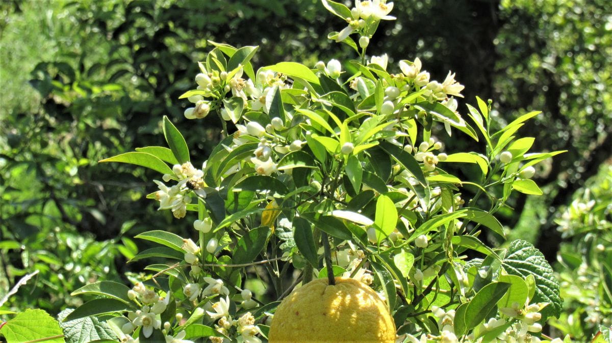 ミカンの山は花盛り