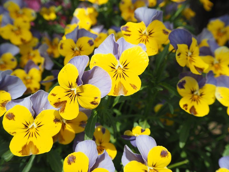 満開の花