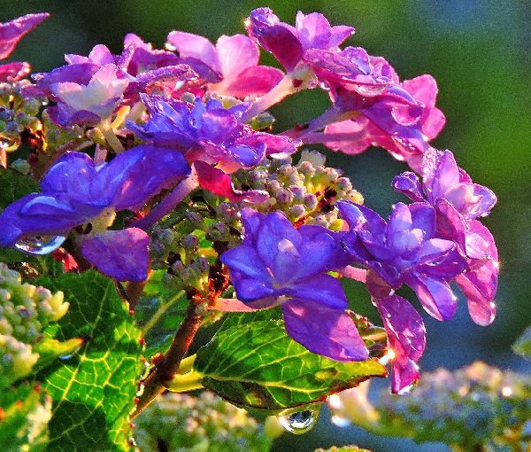 雨上がりの紫陽花