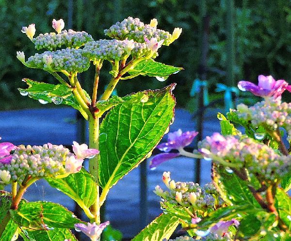 雨上がりの紫陽花